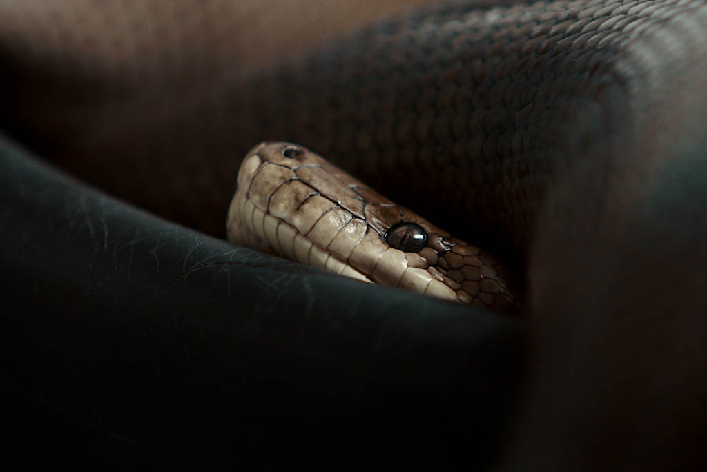 A close-up shot of a coiled python snake showcasing its scales and predatory gaze.