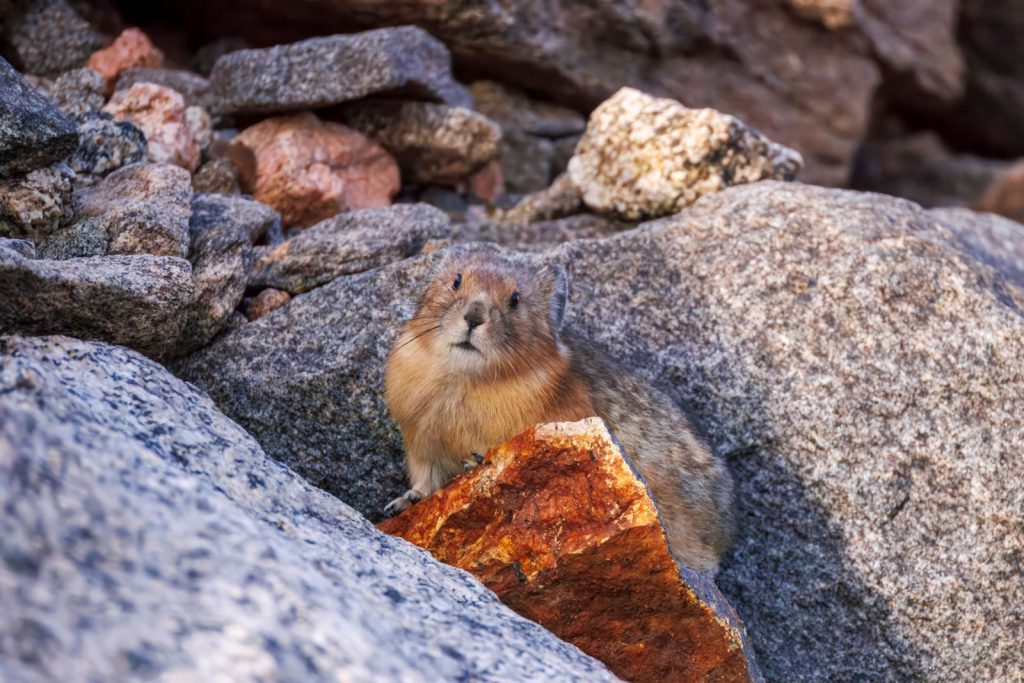 Captivating wildlife image of a pika nestled in rocky terrains, Idaho Springs.