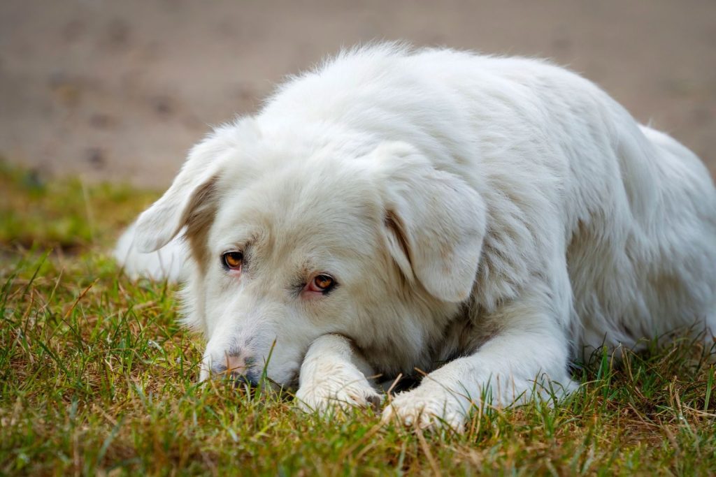 Large white dog lying on grass with a serene expression, perfect for nature and pet imagery.
