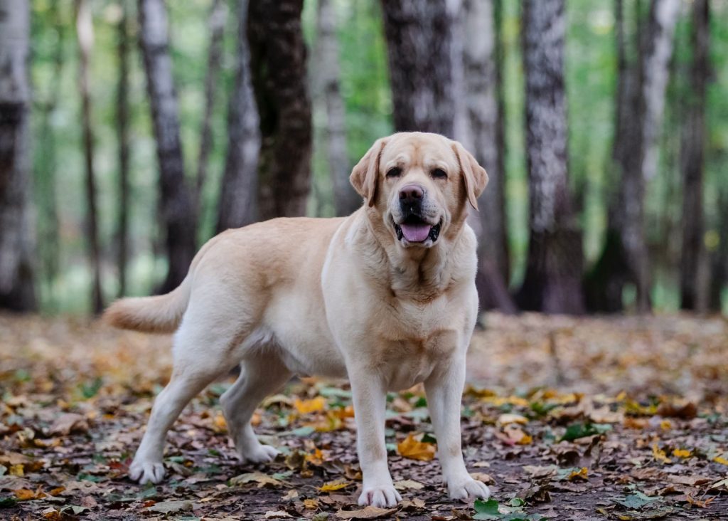Labrador Retriever standing in a vibrant autumn forest.