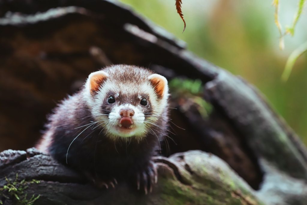 A close-up shot of a curious polecat with vibrant fur in a natural setting.
