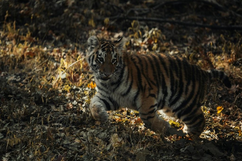 A cute tiger cub frolicking in the autumn forest surrounded by dry leaves.