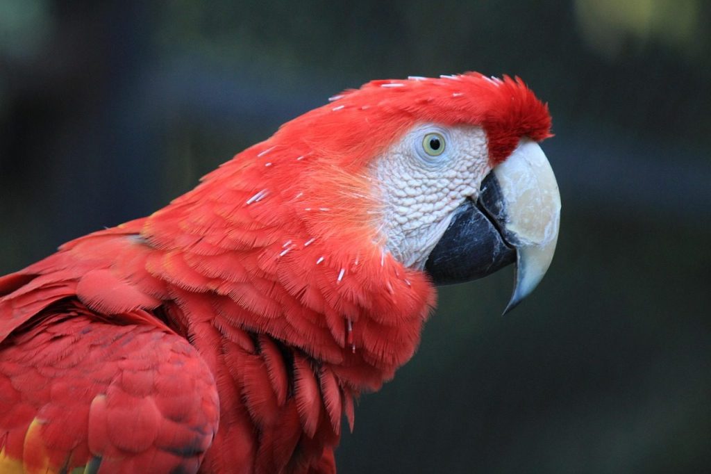 parrot, macaw, red, amazon, bird, tropical bird, animal, jungle, nature, exotic bird, cage, animals, feather, zoo, curious, colour, mascot, plumage, scarlet macaw, big parrot, mexico, photo, free, picture, beautiful, photography, parrot, parrot, macaw, macaw, macaw, macaw, macaw, amazon, tropical bird, animal, nature, animals, animals, scarlet macaw, scarlet macaw, mexico