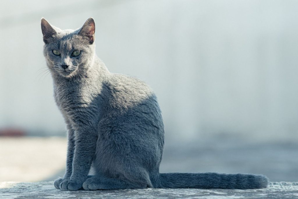 Elegant Russian Blue cat sitting outdoors in Tunis, Tunisia, basking in sunlight. Captured beautifully with soft shadows.