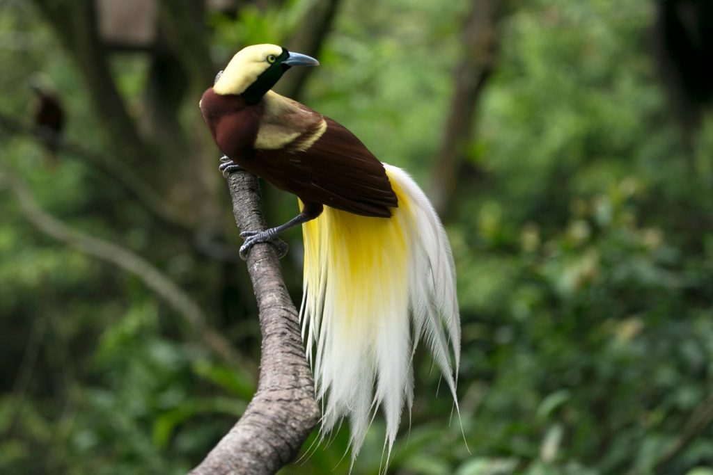 A beautiful Bird of Paradise perched elegantly on a branch in a lush green jungle setting.