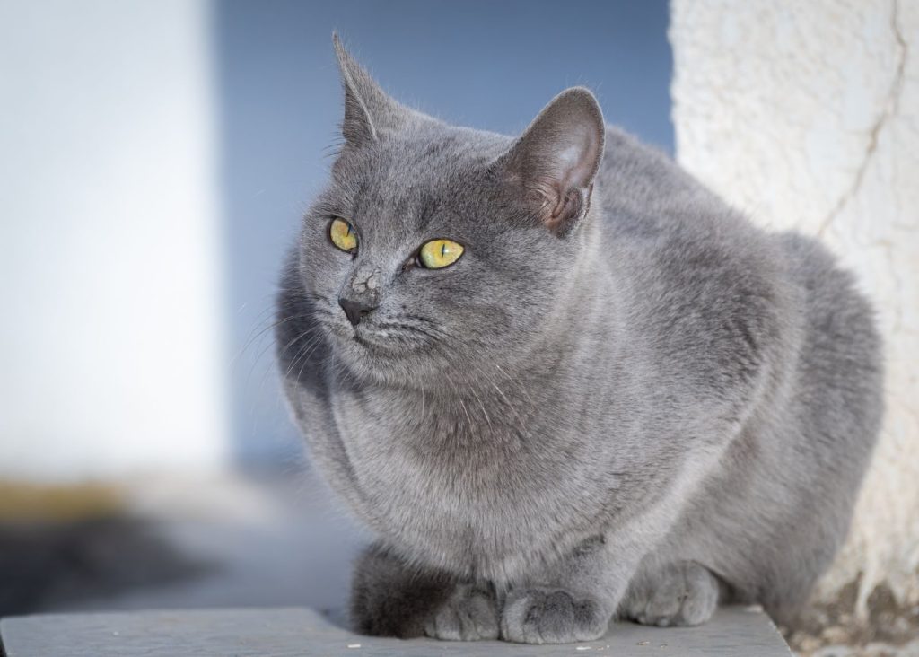 A serene image of a gray cat resting outside under sunlight, showcasing its distinct yellow eyes.