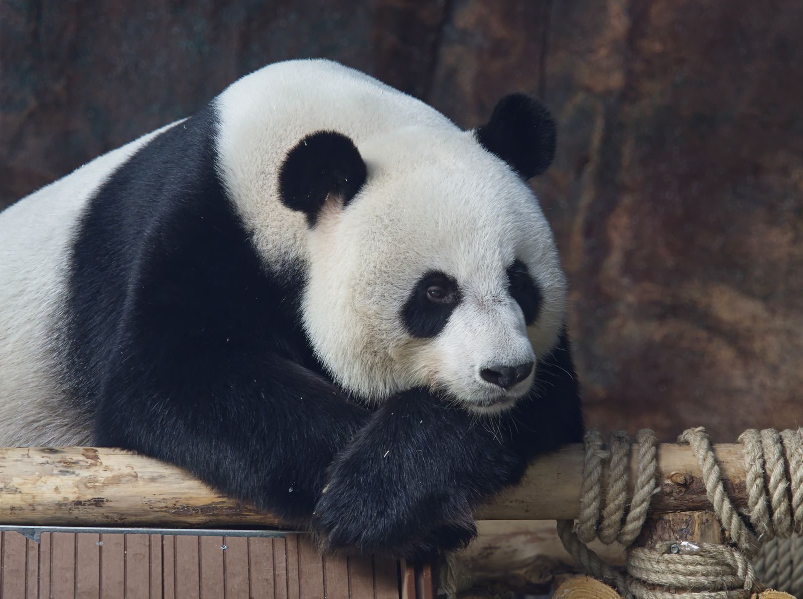 A giant panda rests indoors on wooden logs in Dongguan, China, showcasing its iconic black and white fur.