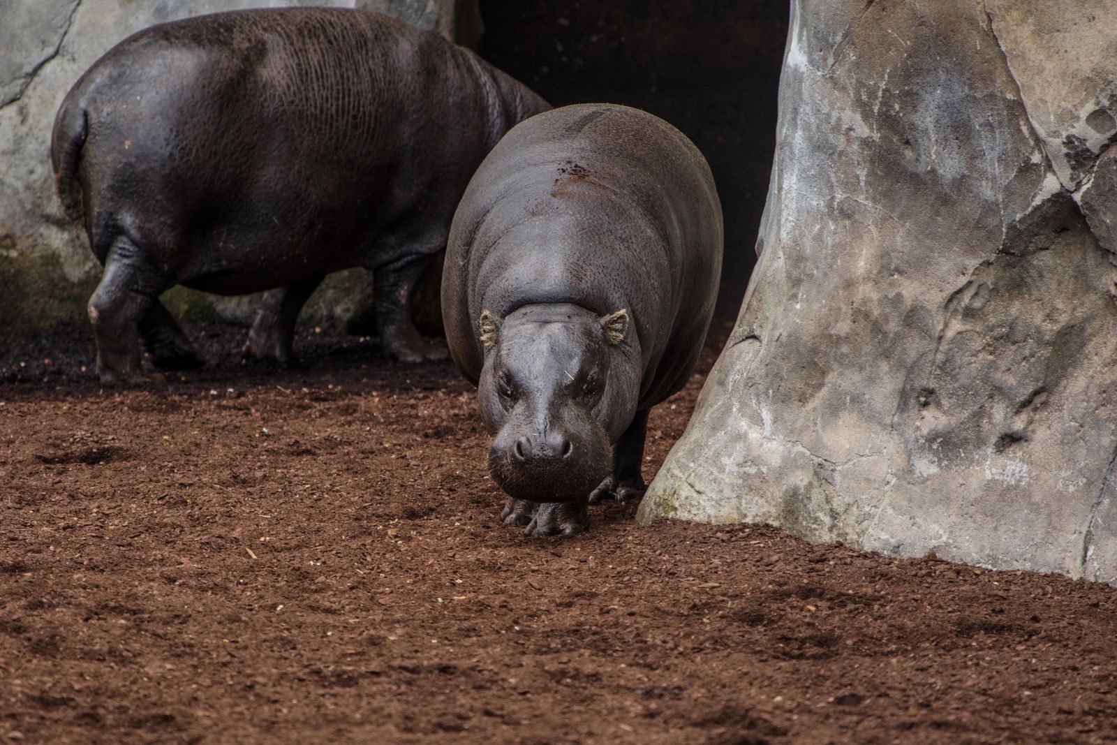Two hippos outside a cave showcasing their natural behavior and environment.