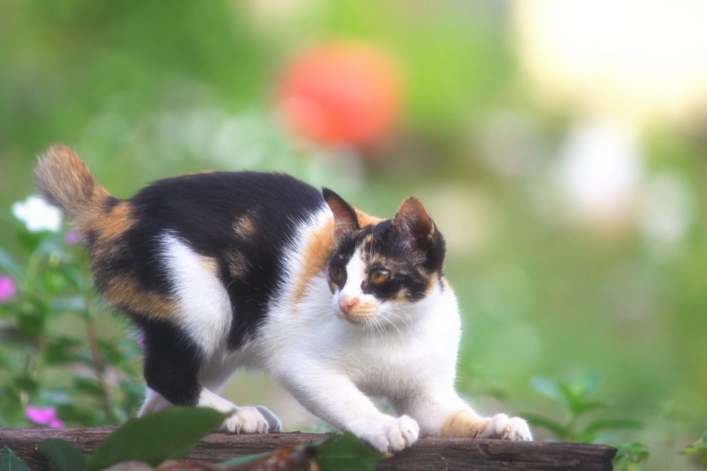 A calico cat stretches playfully outdoors among green foliage.
