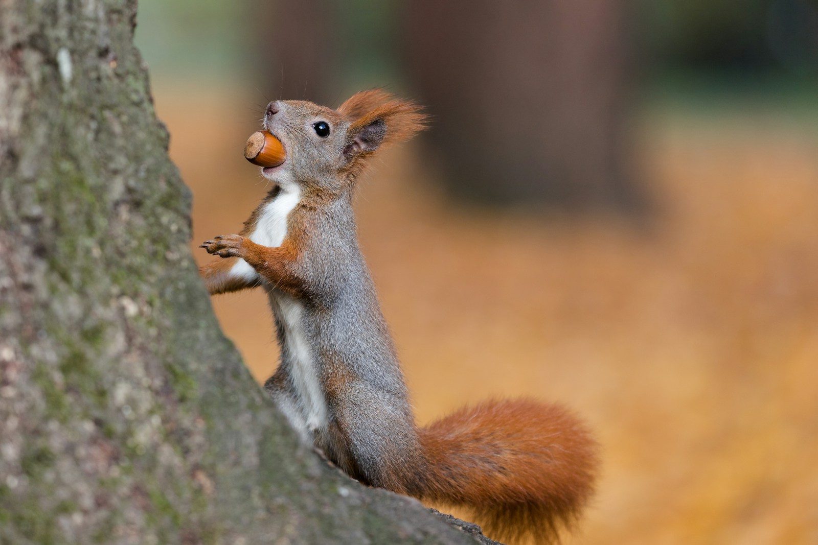 brown squirrel on tree trunk