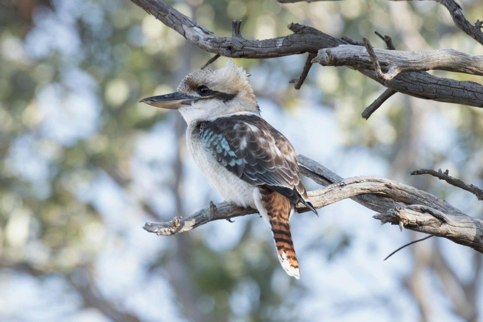 Australia’s Most Iconic Wildlife