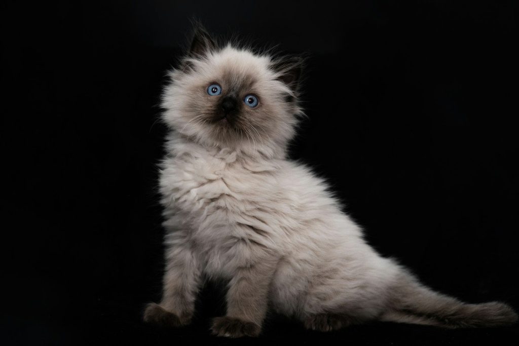 A white kitten with blue eyes sitting on a black background