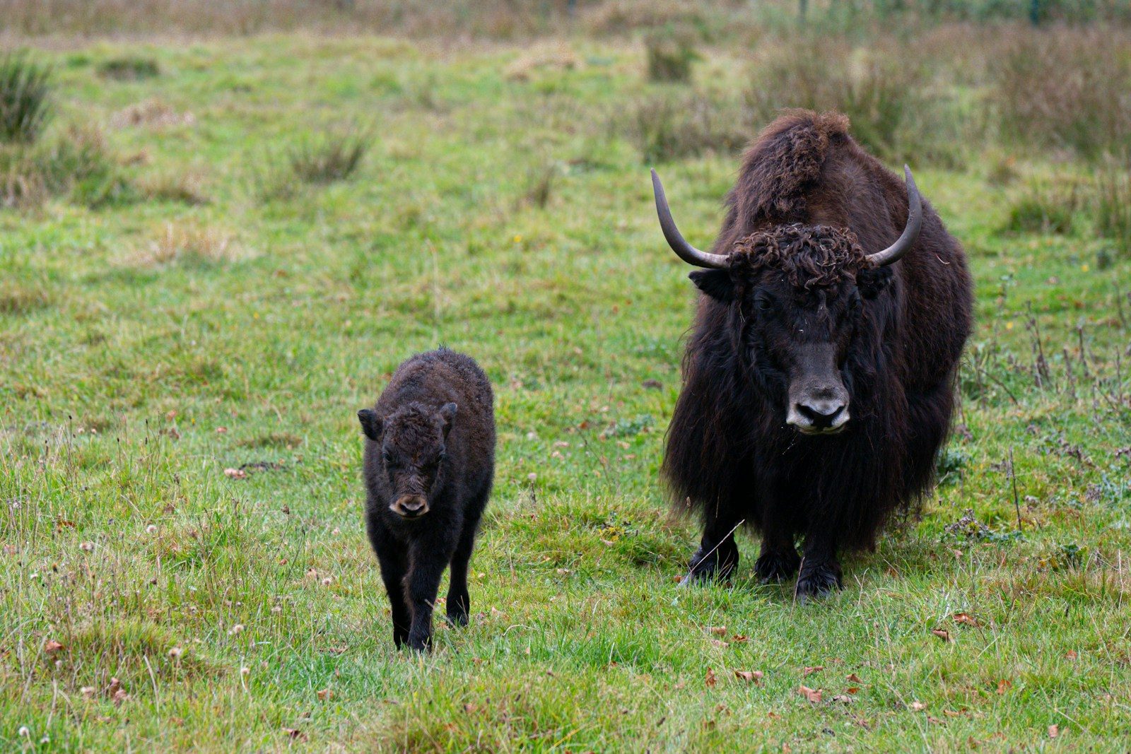 First-Time Yak Mom Welcomes Adorable Baby Calf, and Her Shy First Hello Melts Hearts