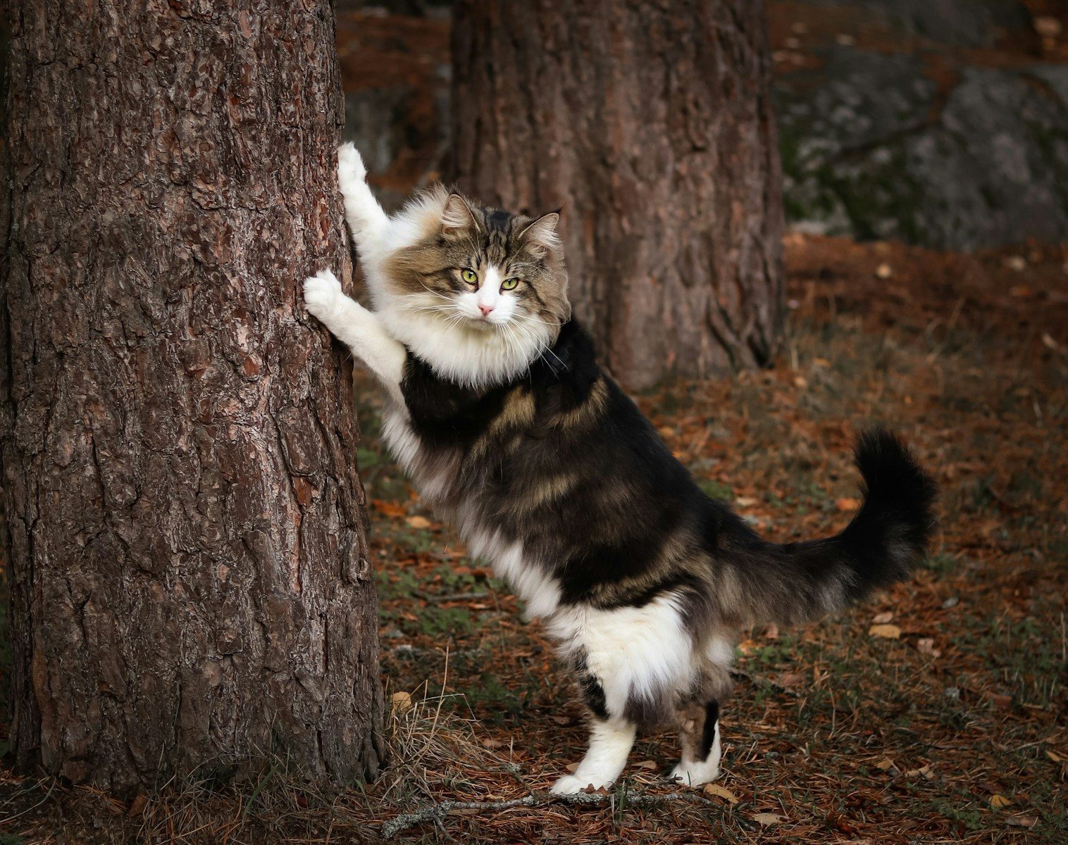 Ultra-Fluffy Cat Breeds You’ll Want to Snuggle Forever