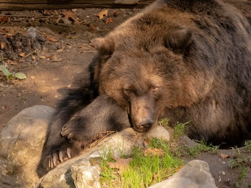 brown bear lying besides gray rocks