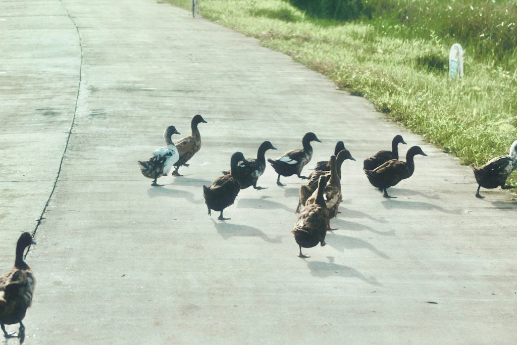 a group of ducks walking on a sidewalk