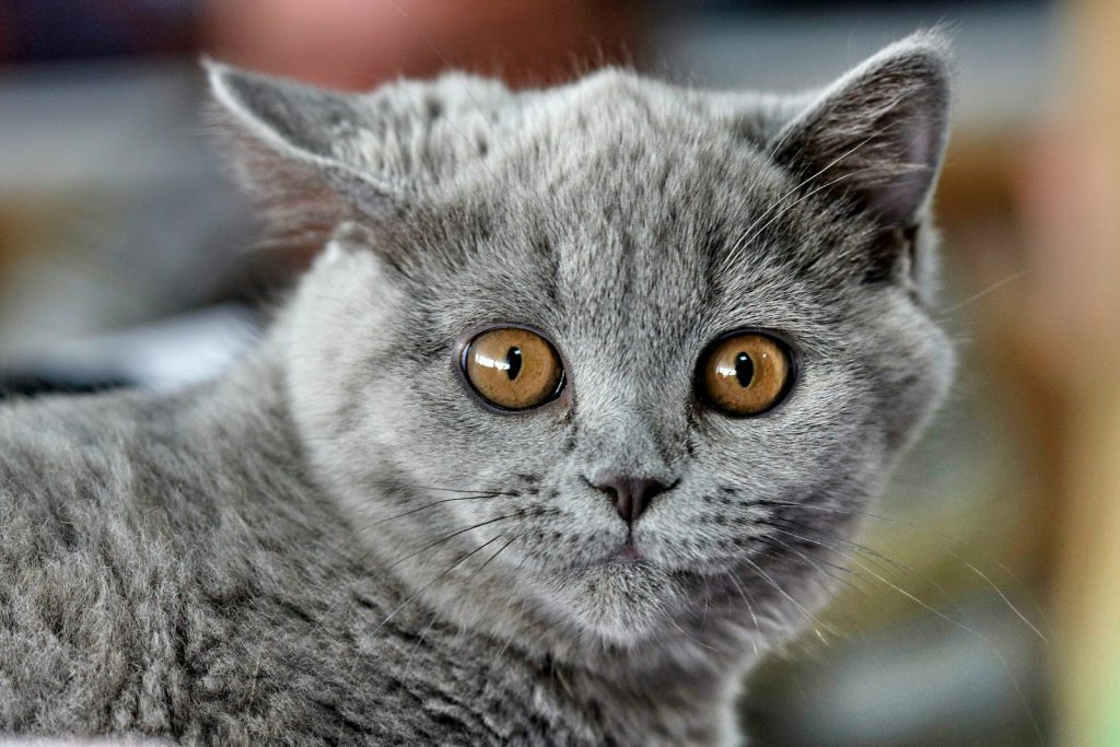 a gray cat with brown eyes looking at the camera