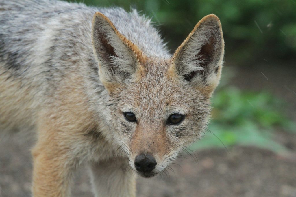 a close up of a small animal on a dirt ground
