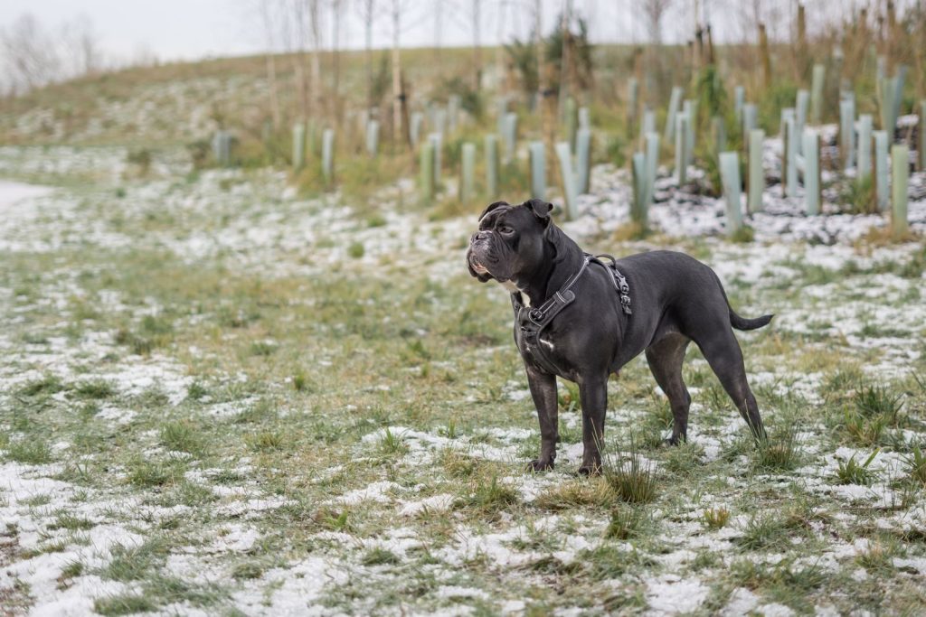 A black dog wearing a harness stands alert in a snowy field with young plants.