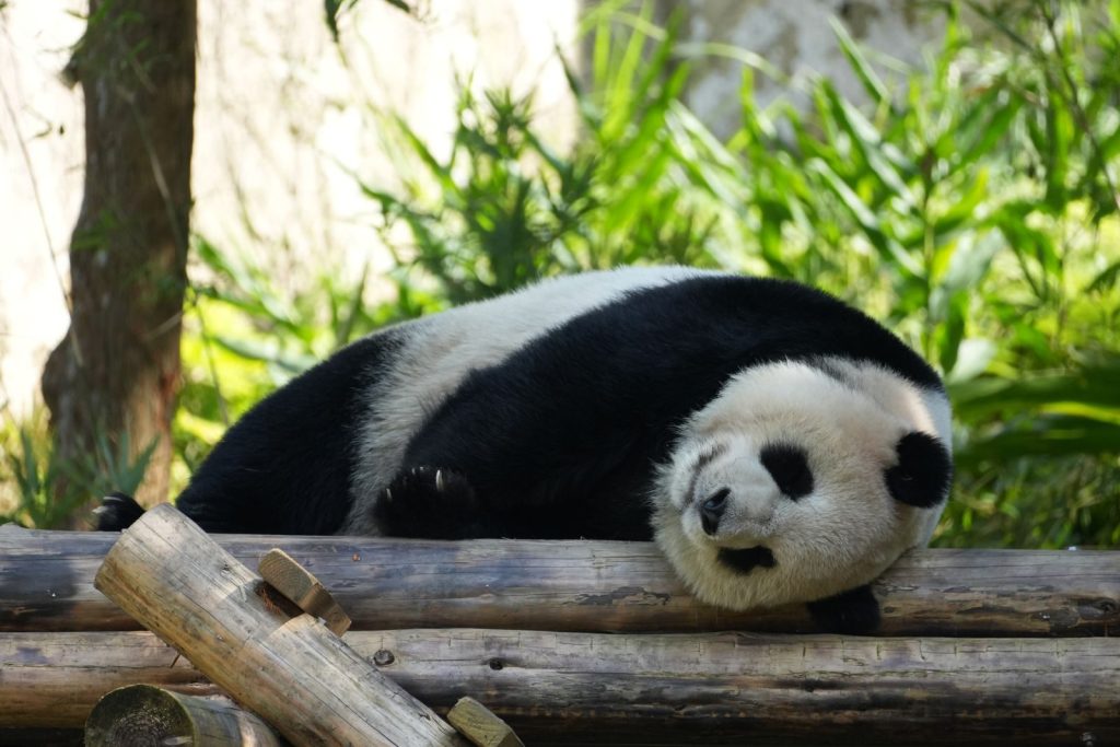 A giant panda relaxes on wooden logs surrounded by lush greenery.