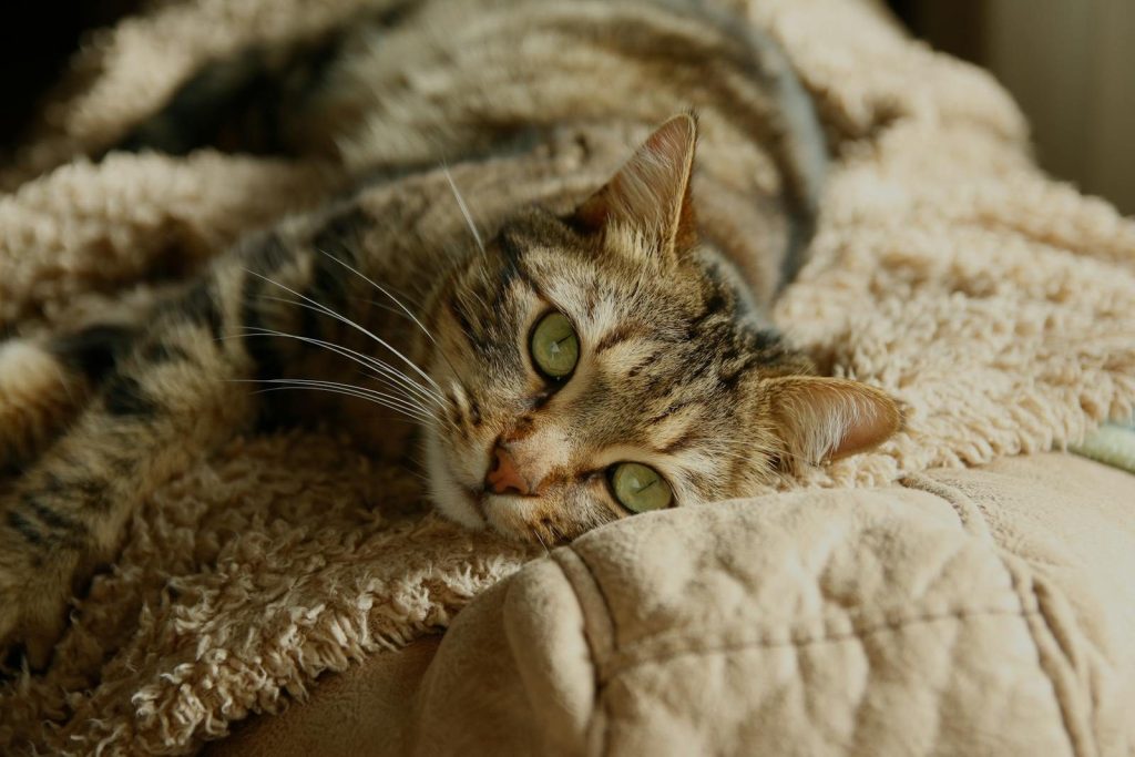 A serene tabby cat lounging comfortably on a fluffy beige blanket.