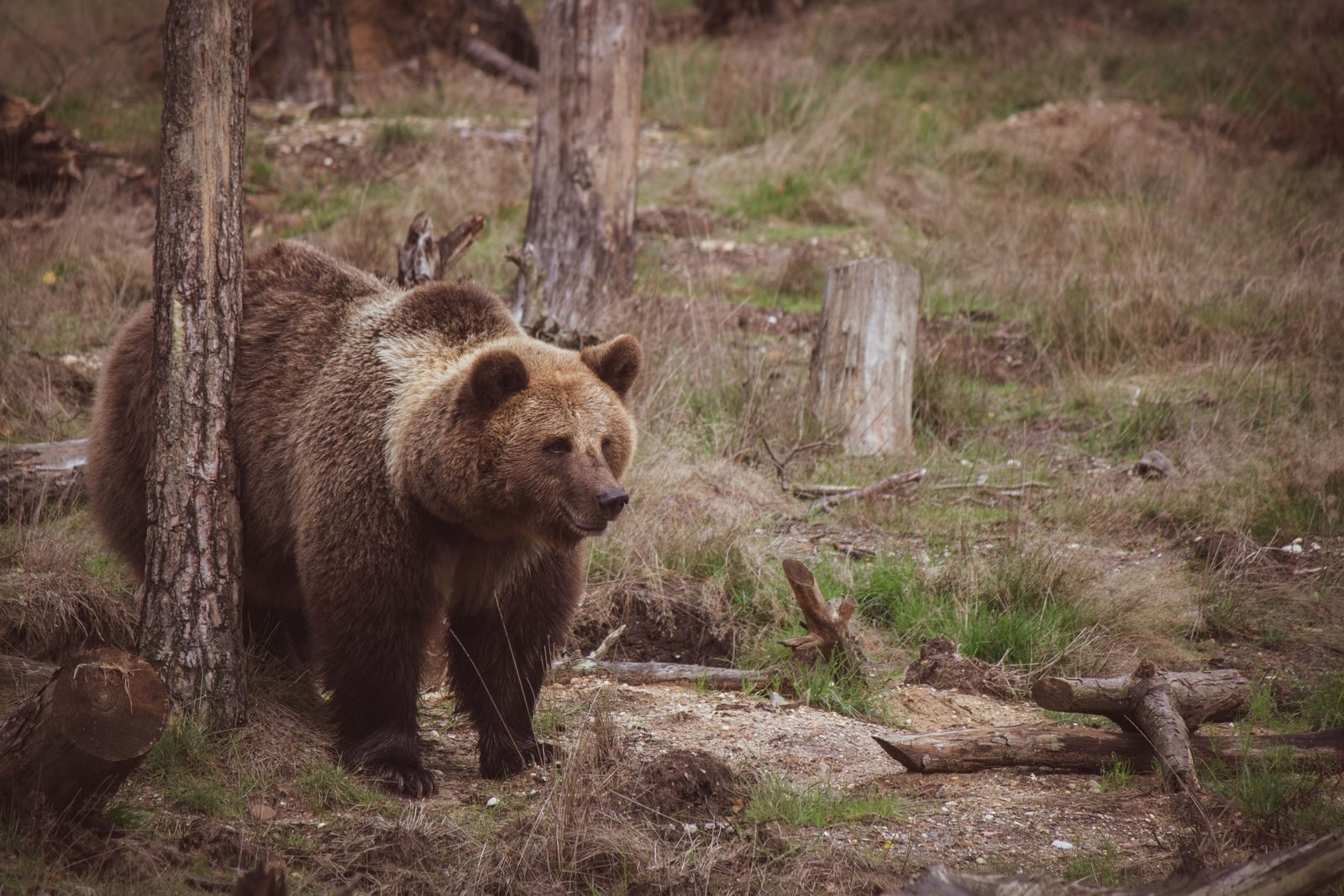 A powerful brown bear walking through its natural woodland habitat, showcasing wildlife beauty.