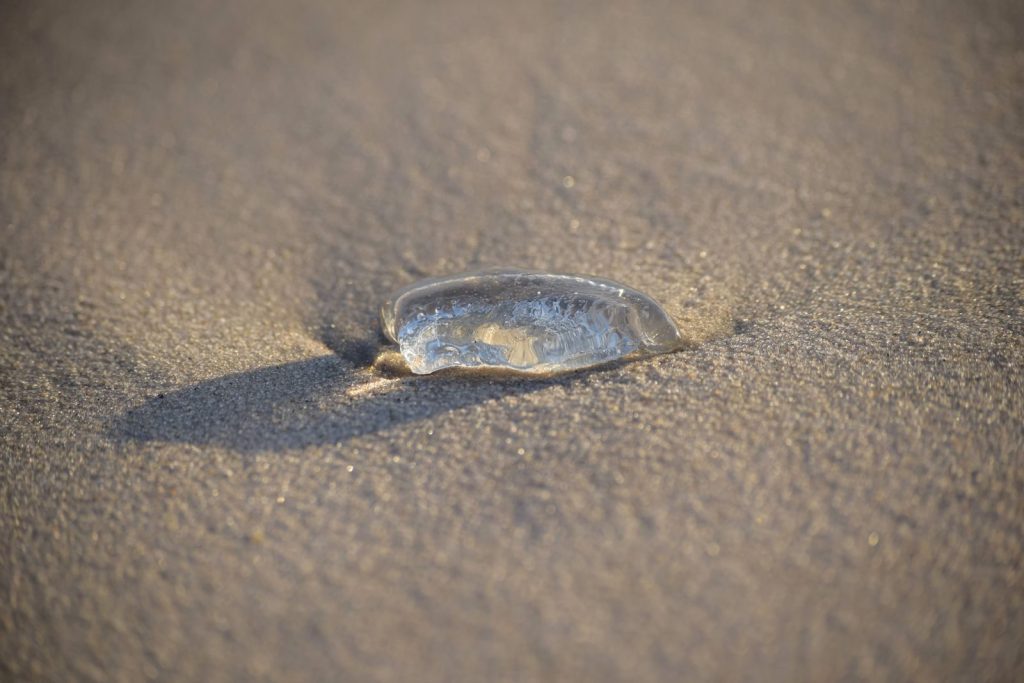 A delicate jellyfish rests on sandy shores under the warm glow of the setting sun, highlighting its translucent beauty.