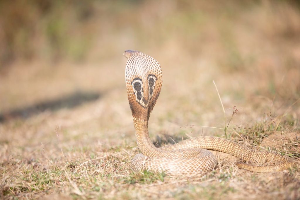A striking cobra with raised hood in its natural outdoor setting, highlighting its intricate scales and patterns.