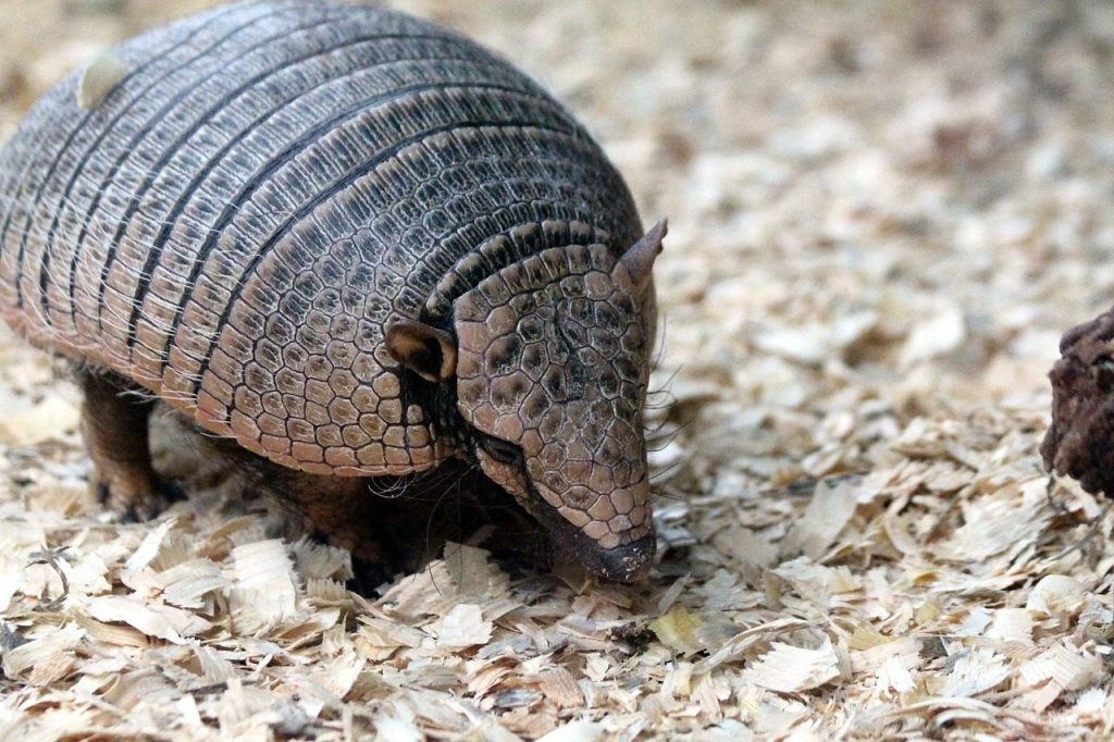 devotional battleship, mammal, nature, animals, zoo, outdoors, fauna, battleship, dasypus novemcinctus, nine-banded armadillo, armadillo, armadillo, armadillo, armadillo, armadillo, armadillo