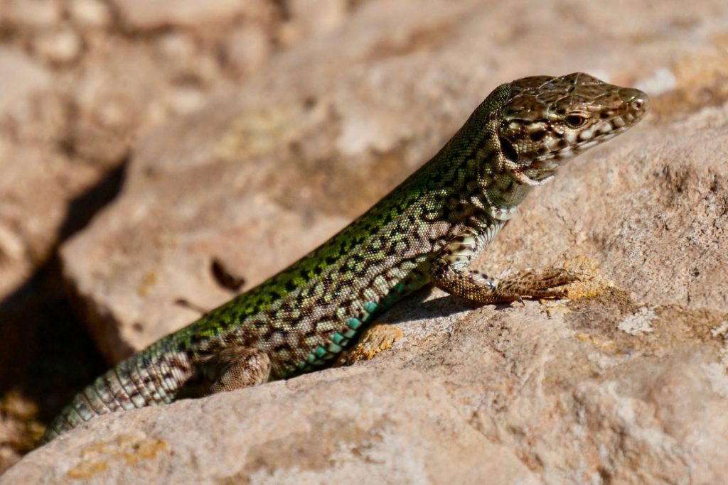 Close-up of an Ibiza Wall Lizard sunbathing on a sunlit rock in Spain.