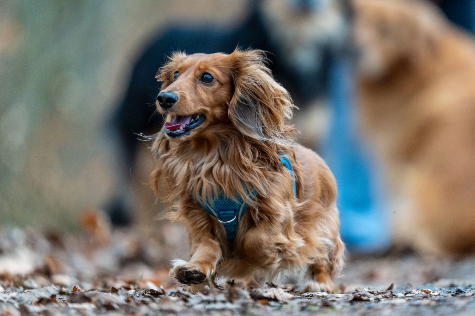 Charming long-haired dachshund joyfully running through autumn leaves in a park setting.