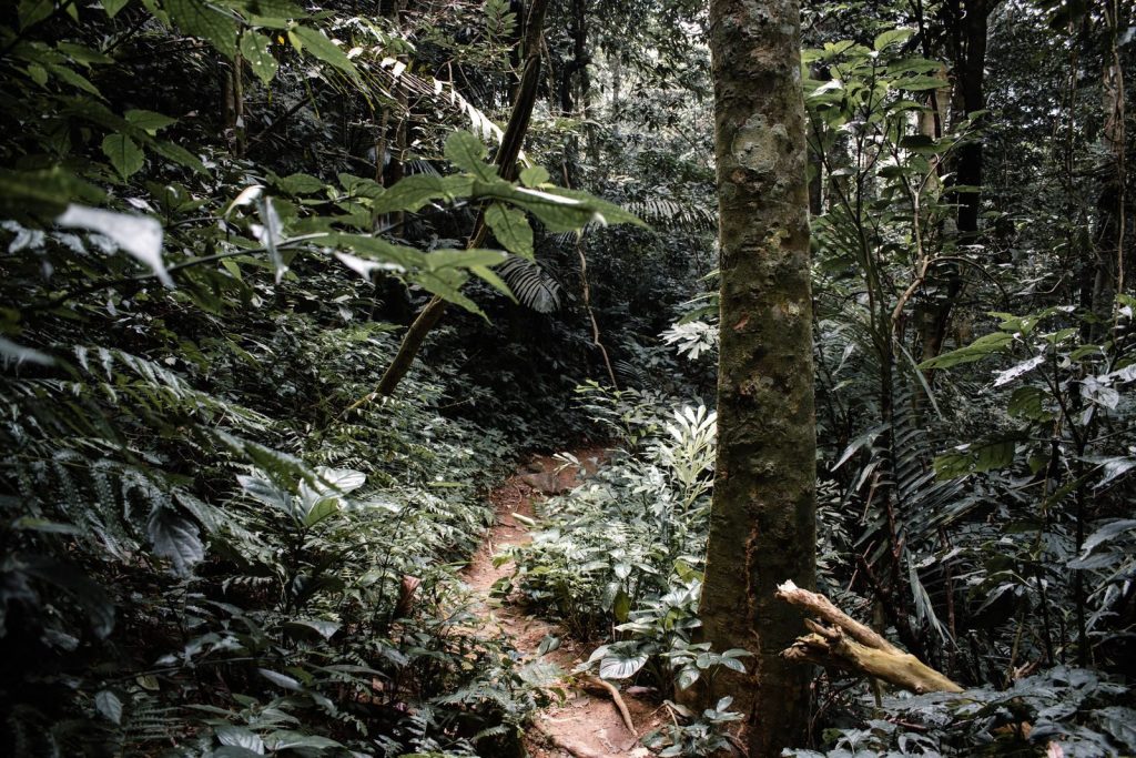 Explore a dense jungle path in the heart of Ninh Bình, showcasing vibrant greenery.