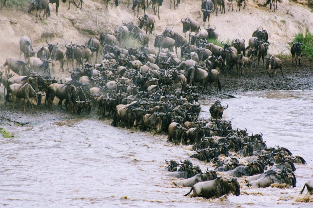 water, nature, kenya, africa, wildebeest, safari, wildebeest, wildebeest, wildebeest, wildebeest, wildebeest