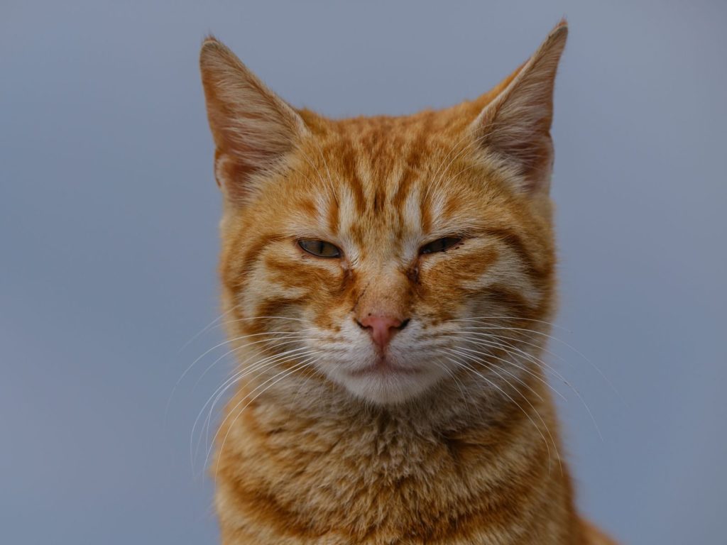 A cozy close-up portrait of a ginger tabby cat looking content in soft daylight.