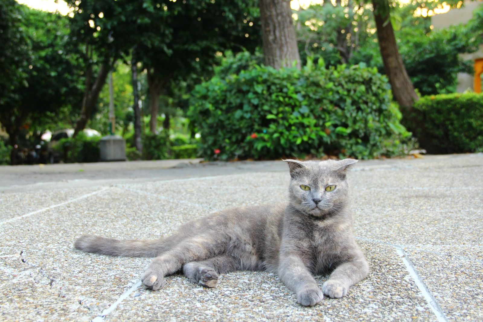 A serene gray cat lounging on a sunlit pavement in a lush green park.