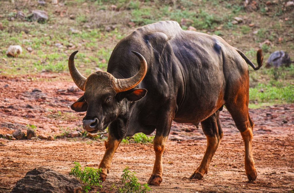 A powerful Indian Gaur showcasing its majesty in Visakhapatnam, India.