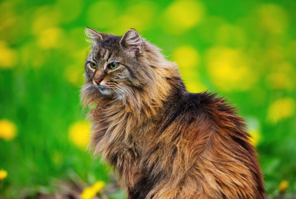 A beautiful Norwegian Forest Cat posing gracefully amidst a lush spring garden with yellow flowers and green grass.