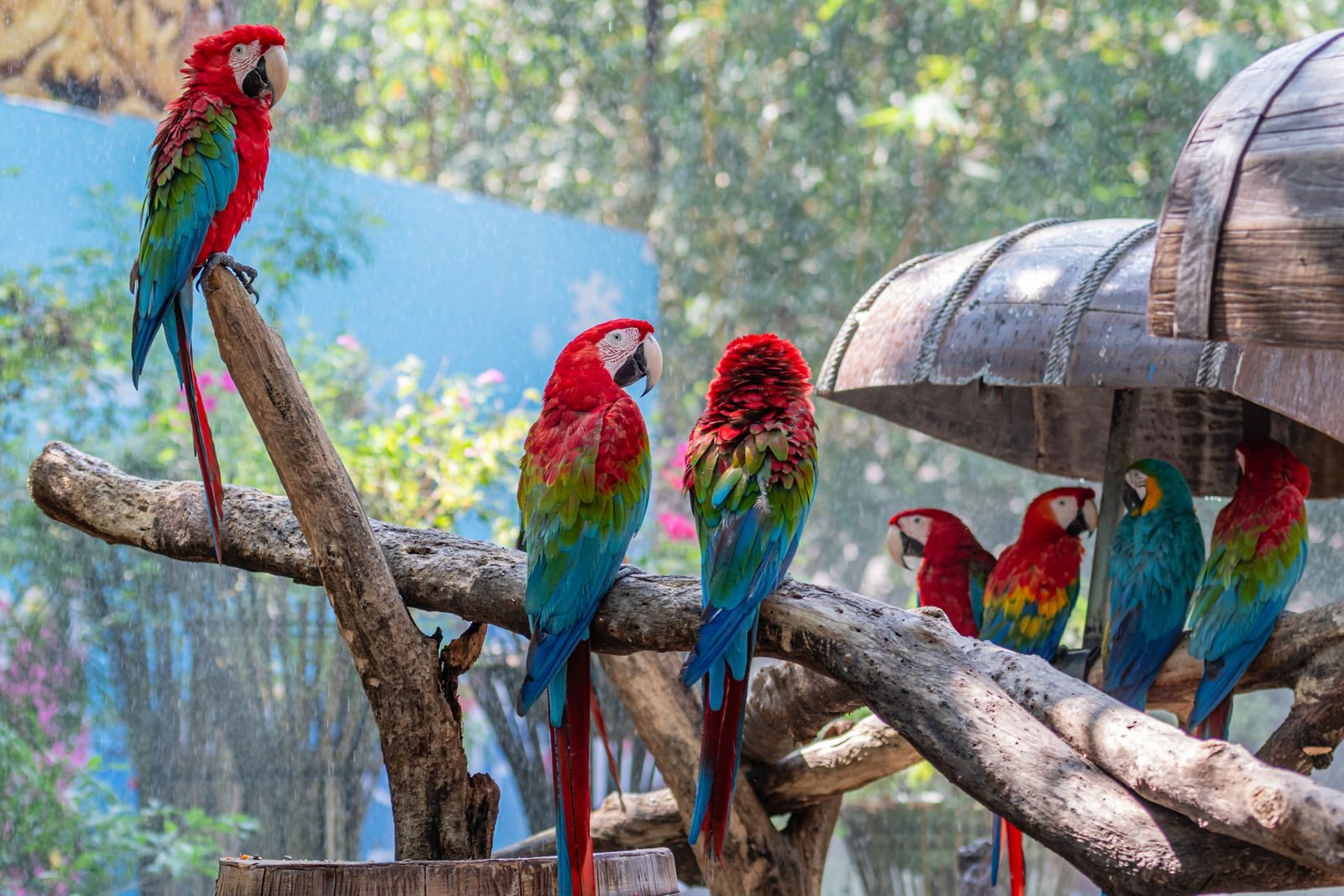 Vibrant scarlet macaws perched on branches in a lively outdoor setting.