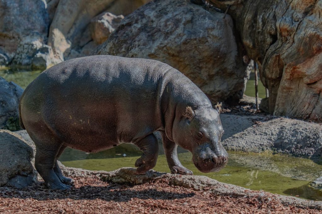 A pygmy hippopotamus walking through a rocky environment near a pond. Perfect wildlife stock photo.