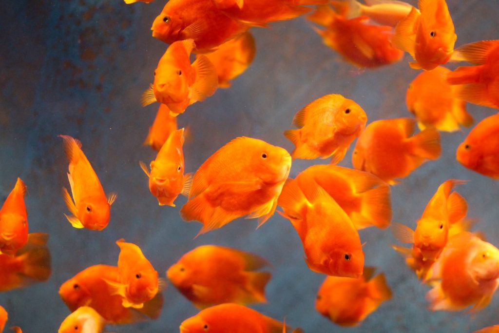 Cluster of bright orange fish swimming gracefully in aquarium setting.
