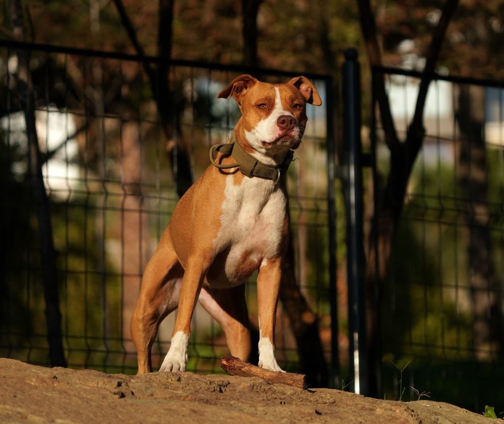 A strong pitbull dog stands courageously outdoors with sunlight casting shadows around it.