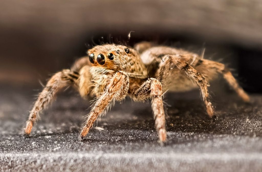 Detailed macro photo of a jumping spider showcasing its eyes and hairy legs.