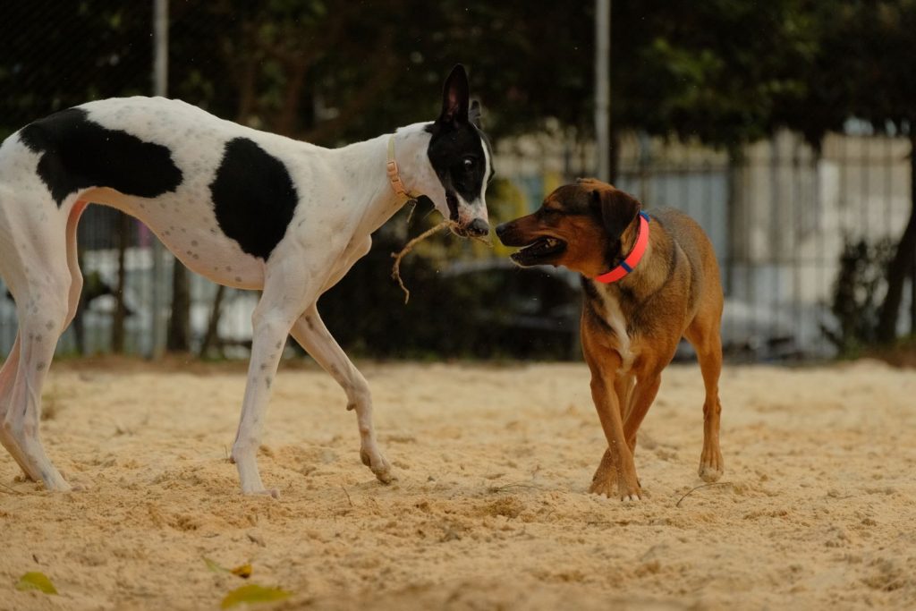 Two dogs playing together on sandy ground, showing joy and friendship outdoors in Curitiba.