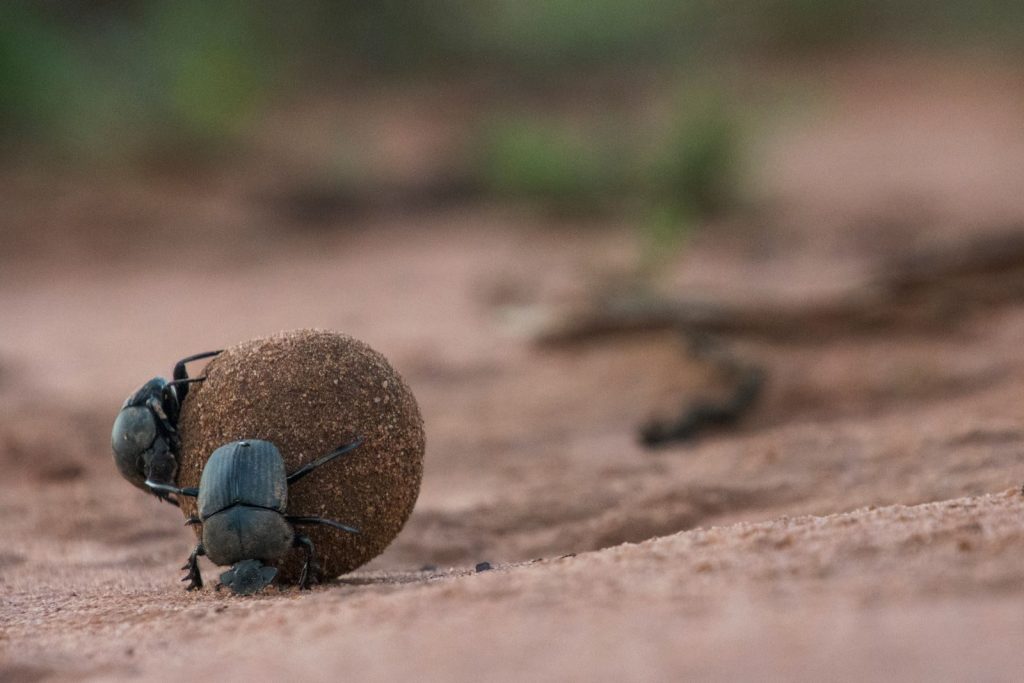 Close-up shot of dung beetles rolling a ball of dung on a sandy surface in a natural setting.