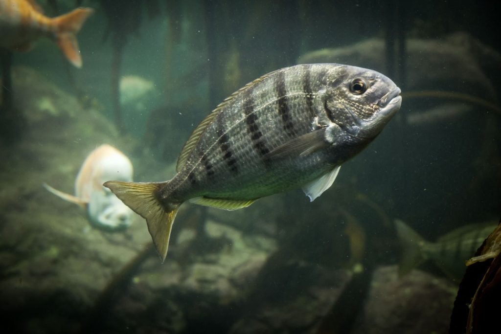 Detailed photo of a striped fish swimming in an underwater ocean habitat, showcasing marine life.