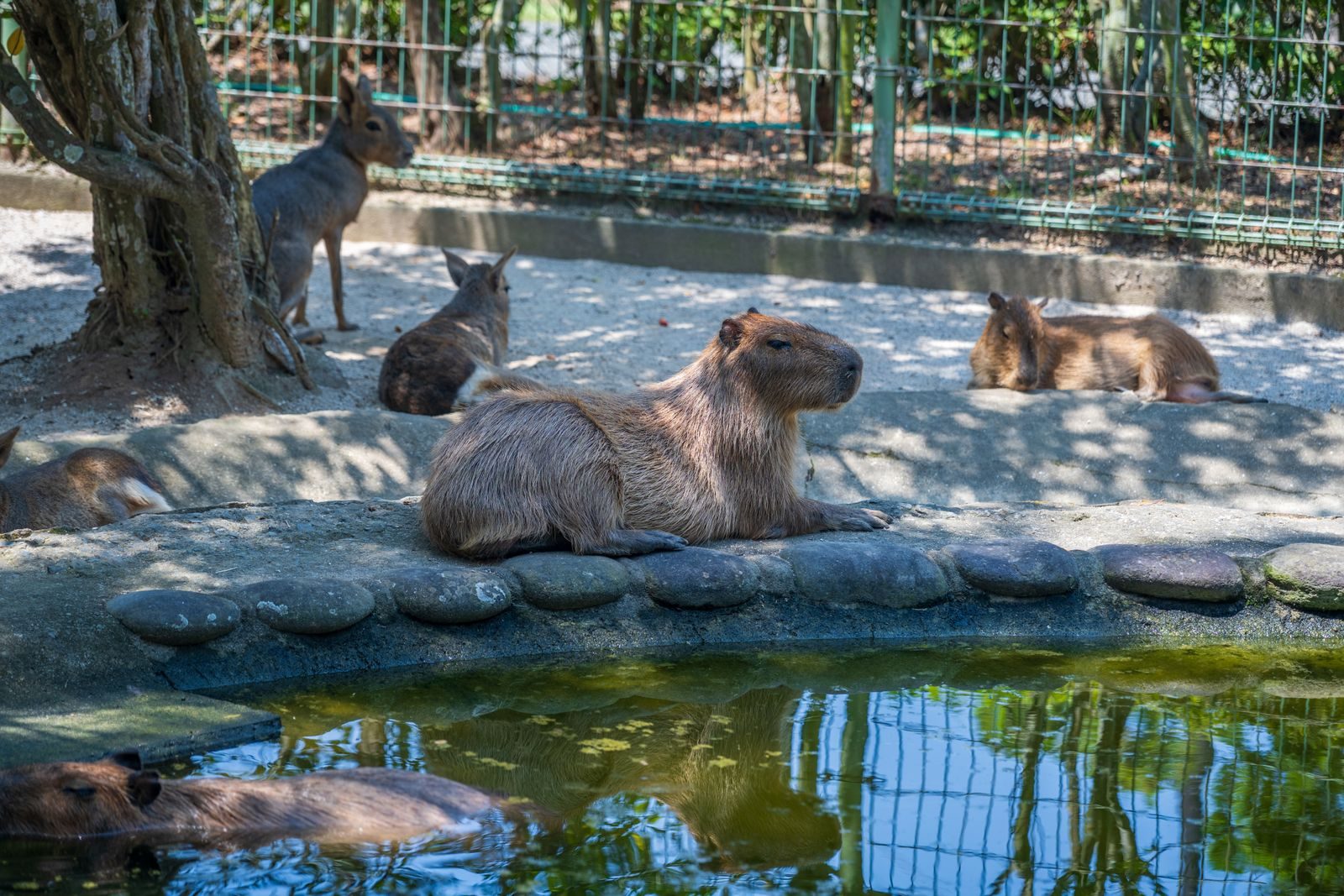 Captivating scene of capybaras and Patagonian maras lounging near a pond in a sunny zoo environment.