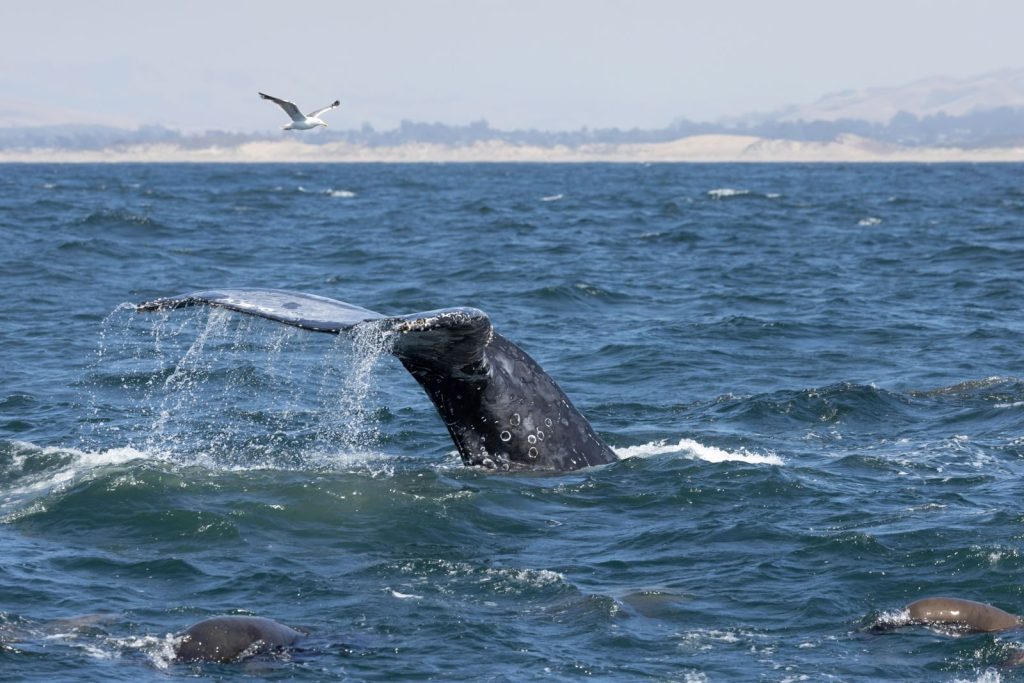 Humpback whale's tail emerges from ocean in scenic Morro Bay, California.
