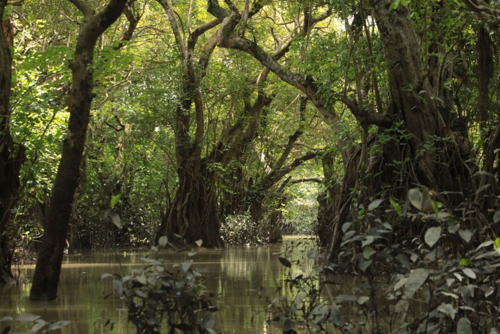 Serene mangrove forest with dense foliage and reflections in tranquil water, showcasing natural beauty.
