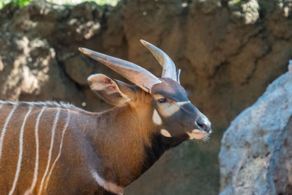 Close-up of a bongo antelope, showcasing its striking horns and markings, captured at a zoo in Valencia.