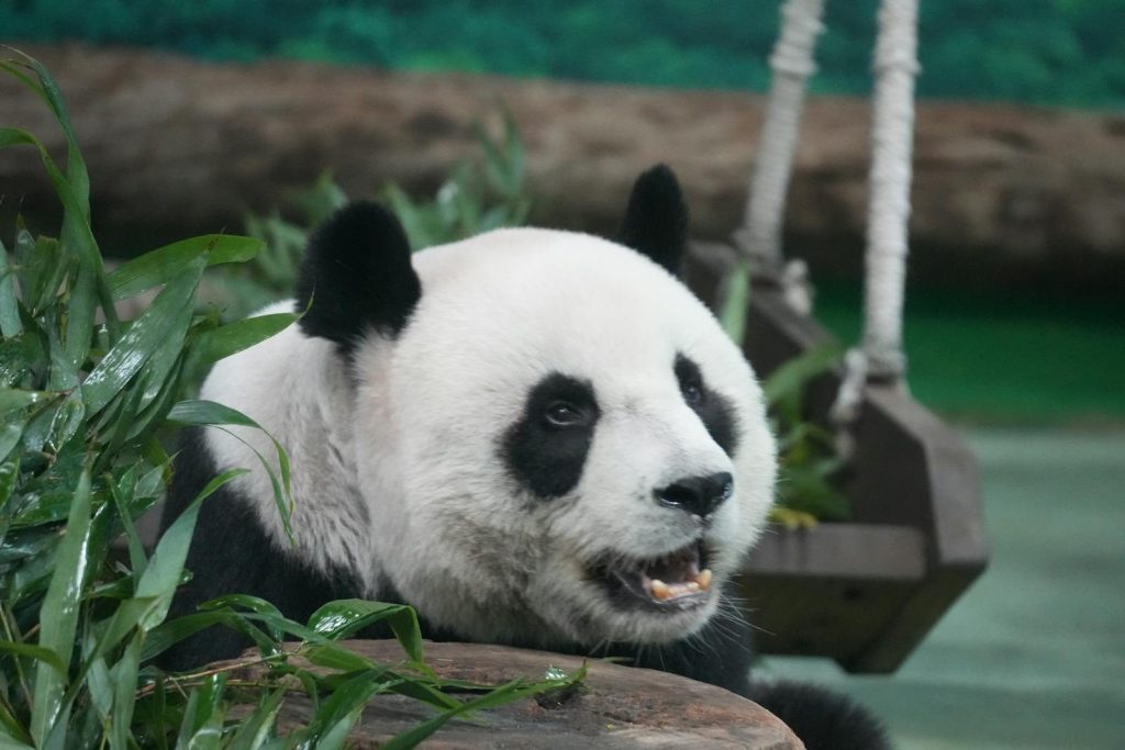 A giant panda chewing bamboo surrounded by greenery in a natural setting. Ideal for wildlife and nature themes.